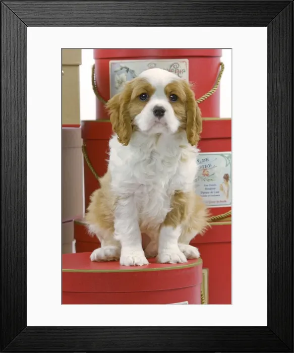 Framed Print : Dog - Cavalier King Charles Spaniel - sitting on hat boxes in studio Framed Print : Dog - Cavalier King Charles Spaniel - sitting on hat boxes in studio