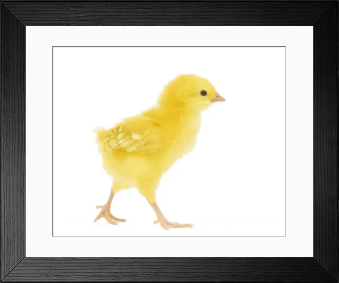 Framed Print : Chicken - chick in studio Framed Print : Chicken - chick in studio