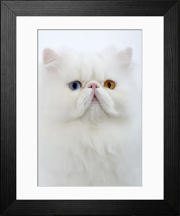 Framed Print : Cat - white Persian with different coloured eyes in studio - one eye blue the other yellow / orange Framed Print : Cat - white Persian with different coloured eyes in studio - one eye blue the other yellow / orange