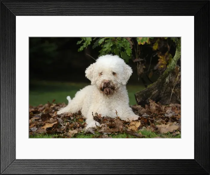Framed Print : DOG. Lagotto romagnolo in leaves Framed Print : DOG. Lagotto romagnolo in leaves