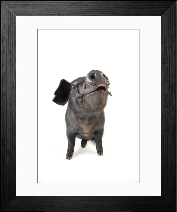 Framed Print : Pig. Large black piglet Framed Print : Pig. Large black piglet