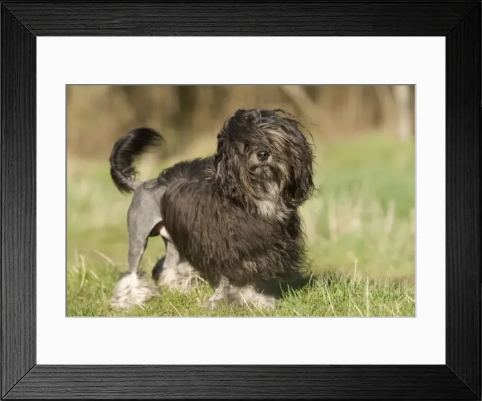 Framed Print : Dogl - Lowchen / Little Lion Dog Framed Print : Dogl - Lowchen / Little Lion Dog