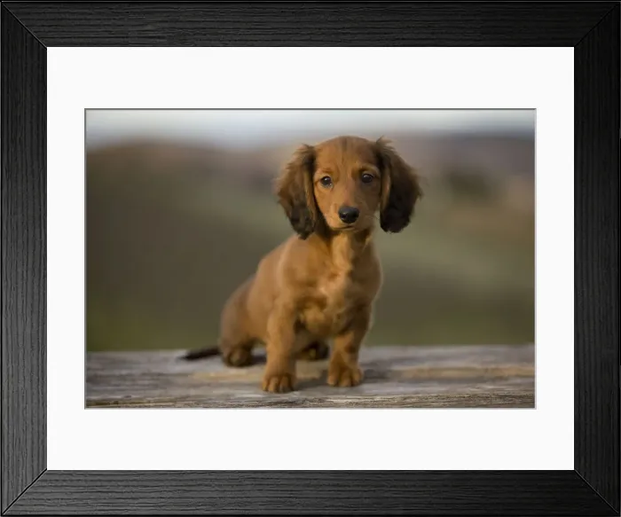 Framed Print : Long-Haired Dachshund / Teckel Dog - puppy. Doxie / Doxies in the US Framed Print : Long-Haired Dachshund / Teckel Dog - puppy. Doxie / Doxies in the US