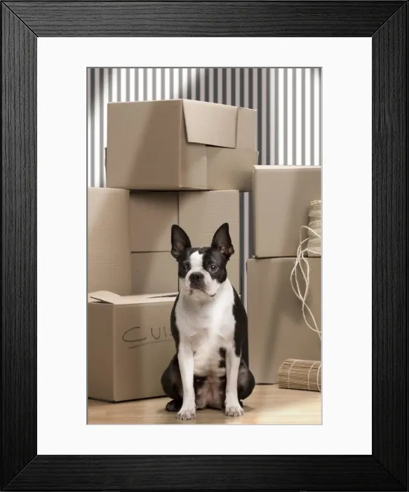 Framed Print : Dog - Boston Terrier surrounded by packing boxes Framed Print : Dog - Boston Terrier surrounded by packing boxes