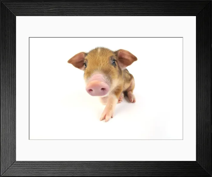 Framed Print : Pig. Wildboar piglet on white background Framed Print : Pig. Wildboar piglet on white background