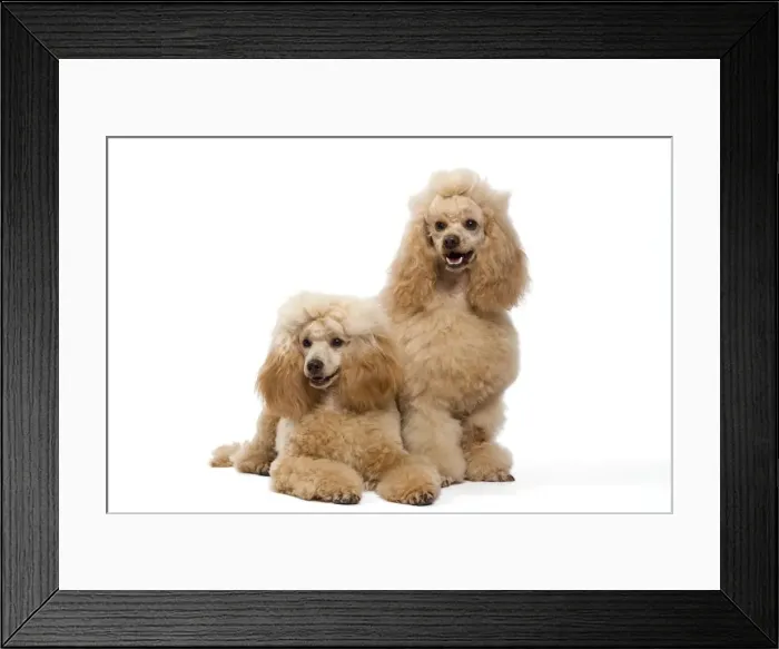 Framed Print : Dog - Apricot Miniature Poodle