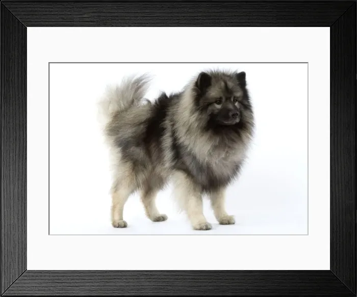 Framed Print : Dog - Keeshond / Wolf Spitz Framed Print : Dog - Keeshond / Wolf Spitz