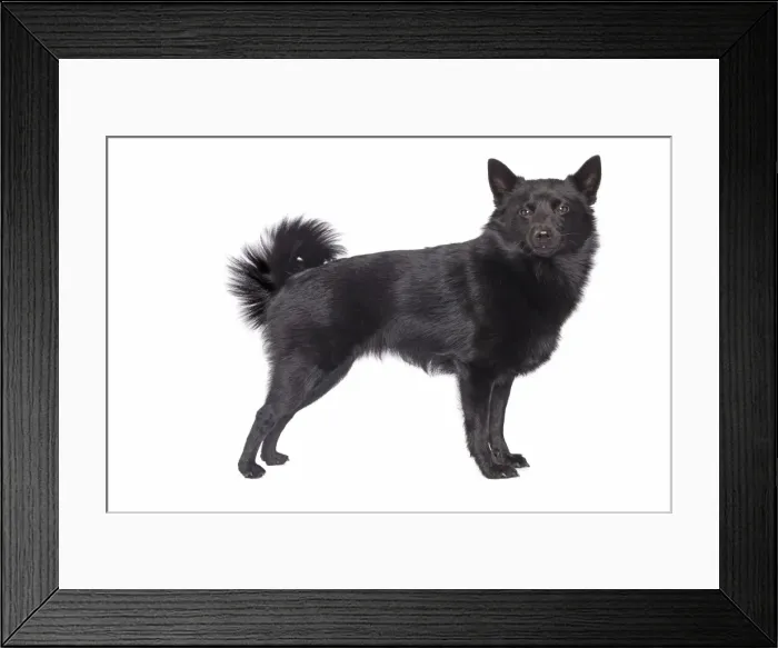 Framed Print : Dog - Schipperke in studio Framed Print : Dog - Schipperke in studio