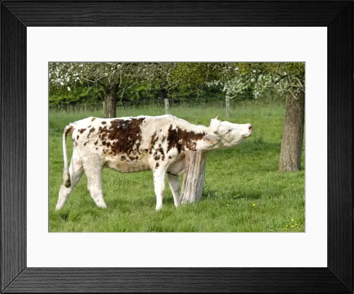 Framed Print : Cattle - Normandy Cow scratching neck on old tree stump Framed Print : Cattle - Normandy Cow scratching neck on old tree stump