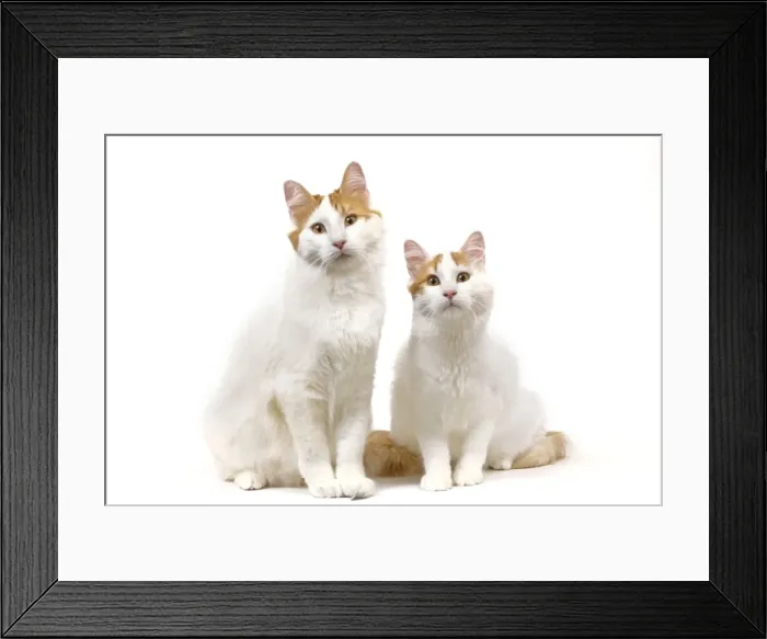 Framed Print : Cat - Turkish Van in studio Framed Print : Cat - Turkish Van in studio