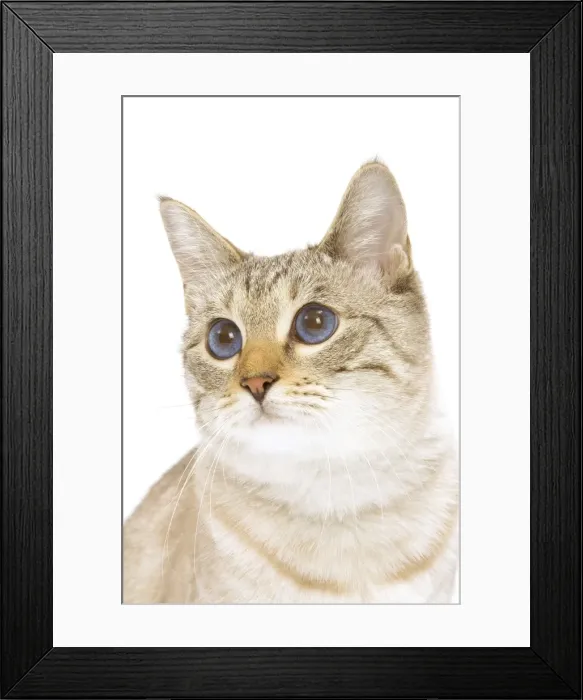 Framed Print : Cat - Snow Bengal in studio Framed Print : Cat - Snow Bengal in studio