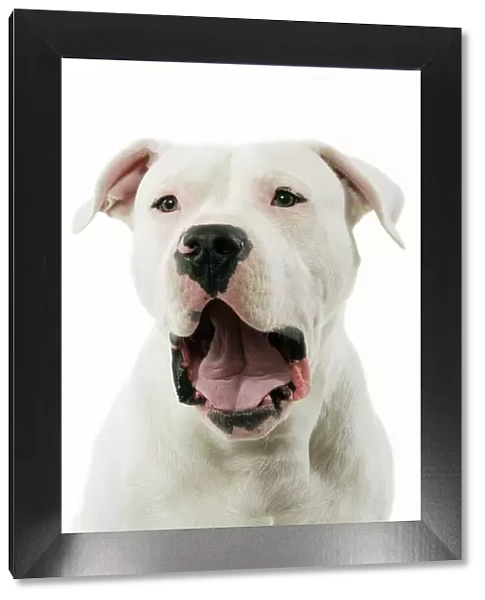 Dogue Argentino  /  Argentinian Mastiff - with mouth open