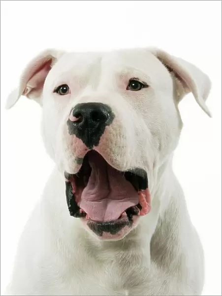 Dogue Argentino  /  Argentinian Mastiff - with mouth open