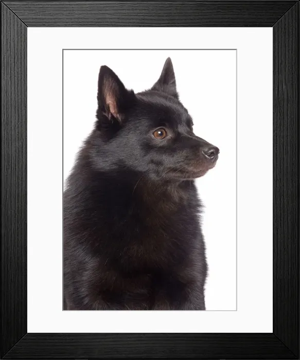 Framed Print : Dog - Schipperke in studio Framed Print : Dog - Schipperke in studio