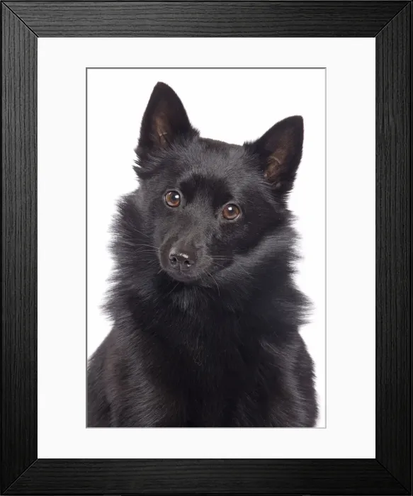 Framed Print : Dog - Schipperke in studio Framed Print : Dog - Schipperke in studio