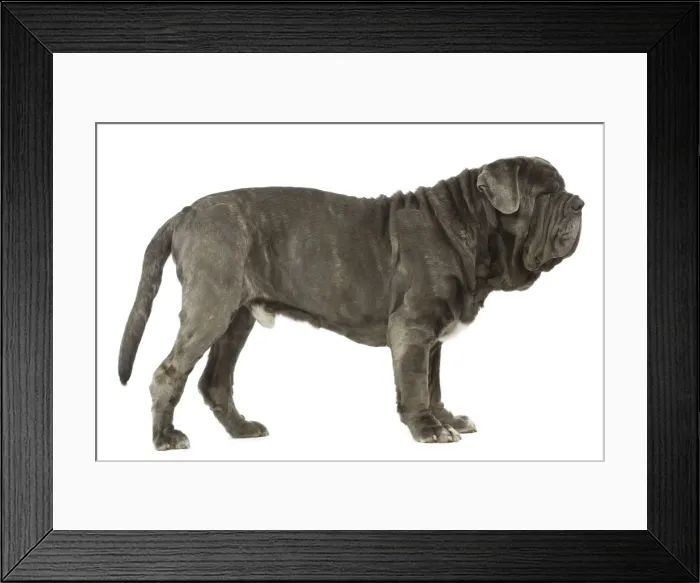 Framed Print : Dog - Neapolitan Mastiff / Mastino Napoletano / Matin de Naples - in studio Framed Print : Dog - Neapolitan Mastiff / Mastino Napoletano / Matin de Naples - in studio