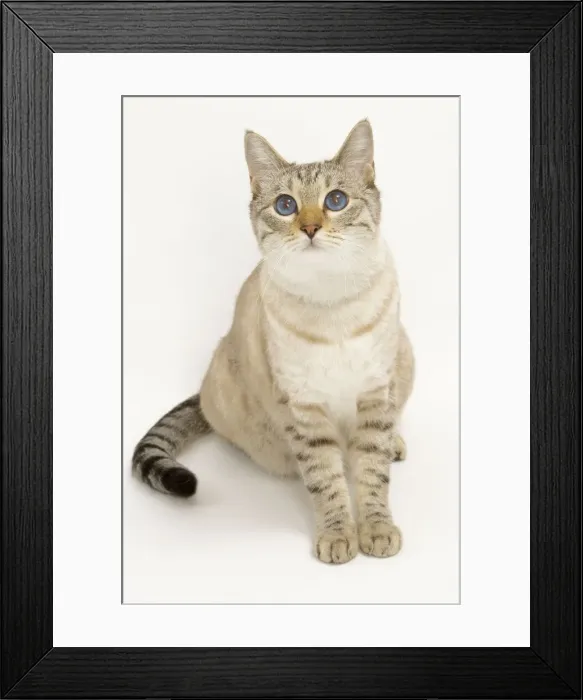 Framed Print : Cat - Snow Bengal in studio Framed Print : Cat - Snow Bengal in studio