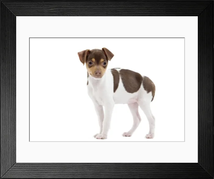 Framed Print : Dog - Brazilian Terrier puppy in studio Framed Print : Dog - Brazilian Terrier puppy in studio