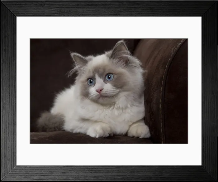 Framed Print : Cat - Ragdoll Framed Print : Cat - Ragdoll
