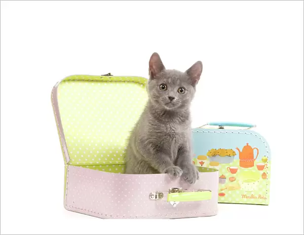 Cat - Chartreux kitten in toy suitcase