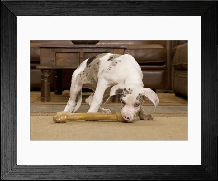 Framed Print : Dog - Great Dane - 10 week old puppy hiding under table. Also known as German Mastiff / Deutsche Dogge / Dogue Allemand (French) Framed Print : Dog - Great Dane - 10 week old puppy hiding under table. Also known as German Mastiff / Deutsche Dogge / Dogue Allemand (French)