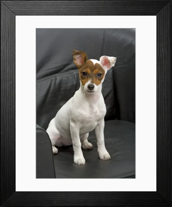 Framed Print : Dog - Jack Russell - 4 month old puppy sitting on chair Framed Print : Dog - Jack Russell - 4 month old puppy sitting on chair