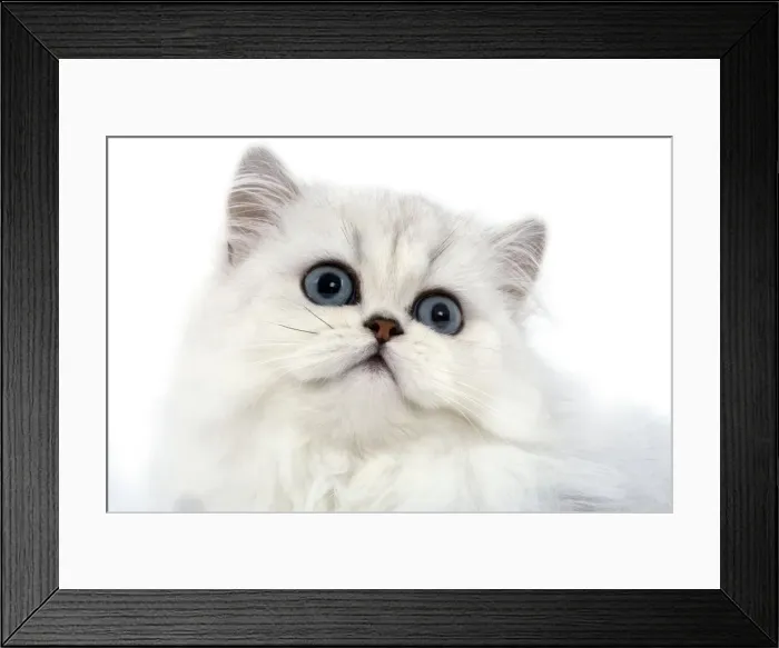 Framed Print : Cat - Persian chinchilla kitten in studio Framed Print : Cat - Persian chinchilla kitten in studio