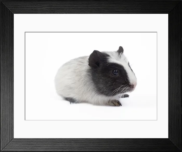 Framed Print : Guinea pig - baby in studio Framed Print : Guinea pig - baby in studio