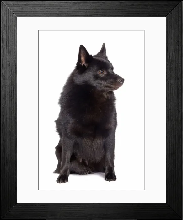 Framed Print : Dog - Schipperke in studio Framed Print : Dog - Schipperke in studio