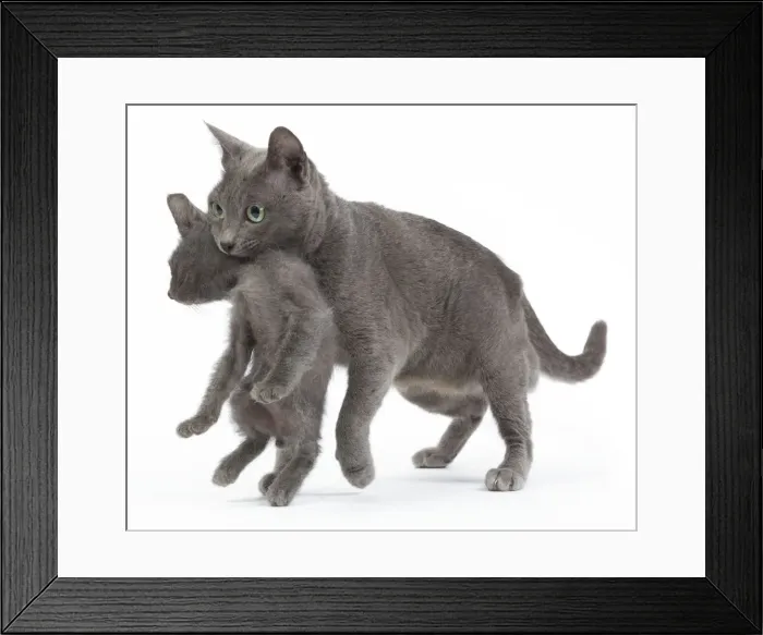 Framed Print : Cat - Korat - adult picking up kitten in studio. sequence 3 of 3 Framed Print : Cat - Korat - adult picking up kitten in studio. sequence 3 of 3