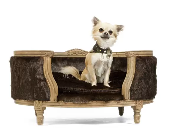 Dog - Long-haired Chihuahua sitting on dog chair - in studio