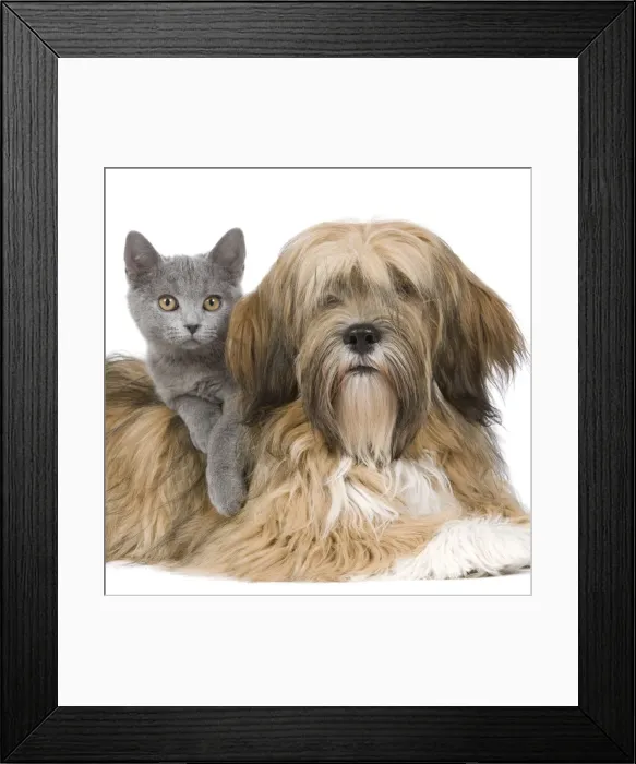 Framed Print : Dog & Cat - Lhasa Apso in studio with Chartreux kitten Framed Print : Dog & Cat - Lhasa Apso in studio with Chartreux kitten