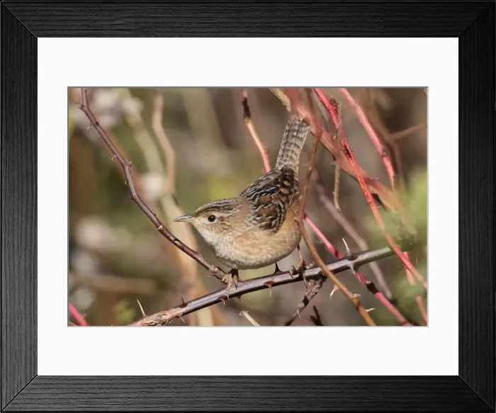 Framed Print : Sedge Wren - October - Connecticut - USA Framed Print : Sedge Wren - October - Connecticut - USA
