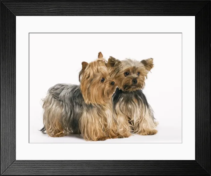 Framed Print : Yorkshire Terrier Dog Framed Print : Yorkshire Terrier Dog