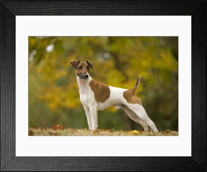 Framed Print : Dog - Fox Terrier - short-haired - outside Framed Print : Dog - Fox Terrier - short-haired - outside