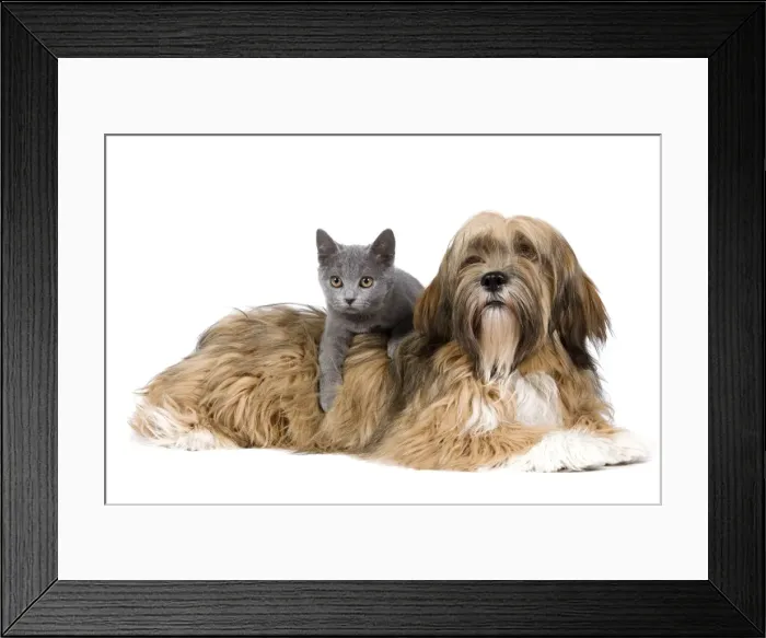 Framed Print : Dog & Cat - Lhasa Apso in studio with Chartreux kitten Framed Print : Dog & Cat - Lhasa Apso in studio with Chartreux kitten