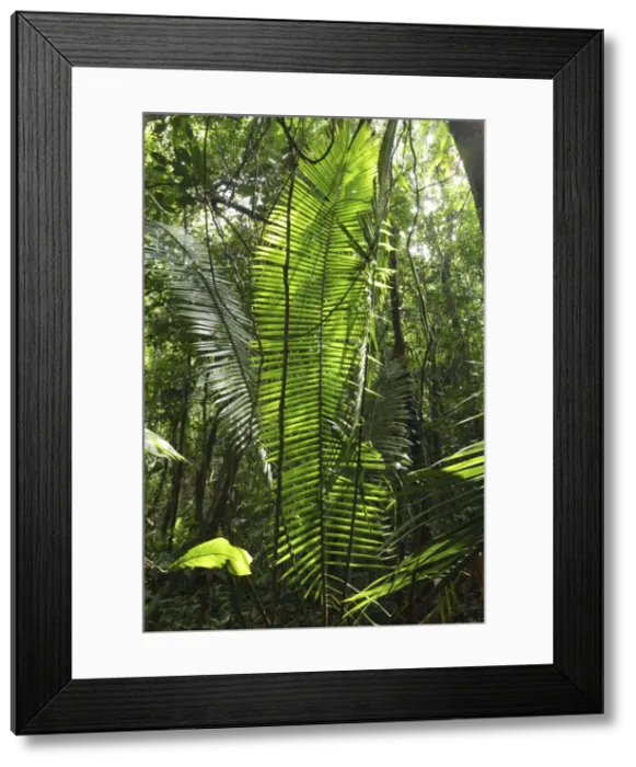 Framed Print : Tropical rainforest with lianas Cockscomb Basin Wildlife Sanctuary Belize Framed Print : Tropical rainforest with lianas Cockscomb Basin Wildlife Sanctuary Belize