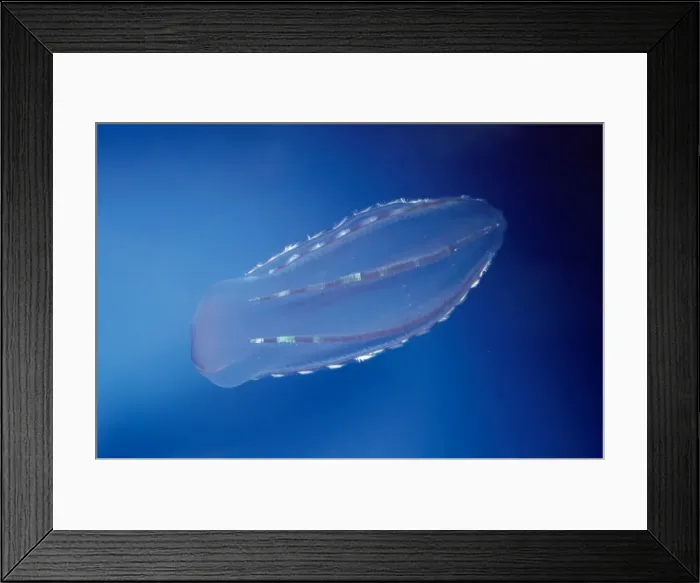 Framed Print : Comb Jelly - coast of San Diego - California - USA Framed Print : Comb Jelly - coast of San Diego - California - USA