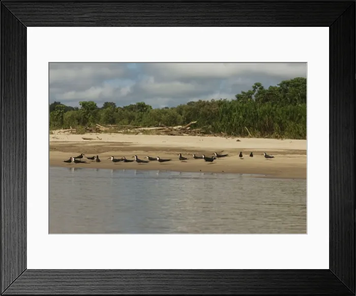 Framed Print : Black Skimmer - on beach. Peru Framed Print : Black Skimmer - on beach. Peru