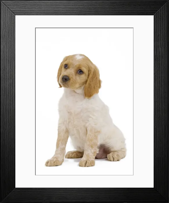 Framed Print : Dog - Brittany / Epagneul Breton puppy Framed Print : Dog - Brittany / Epagneul Breton puppy