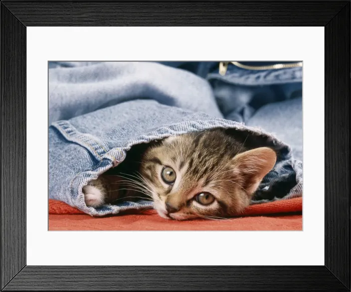 Framed Print : Cat JD 13284 Kitten in jeans © John Daniels / ARDEA LONDON Framed Print : Cat JD 13284 Kitten in jeans © John Daniels / ARDEA LONDON
