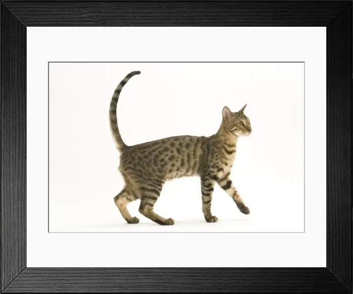 Framed Print : Cat - Bengal in studio Framed Print : Cat - Bengal in studio