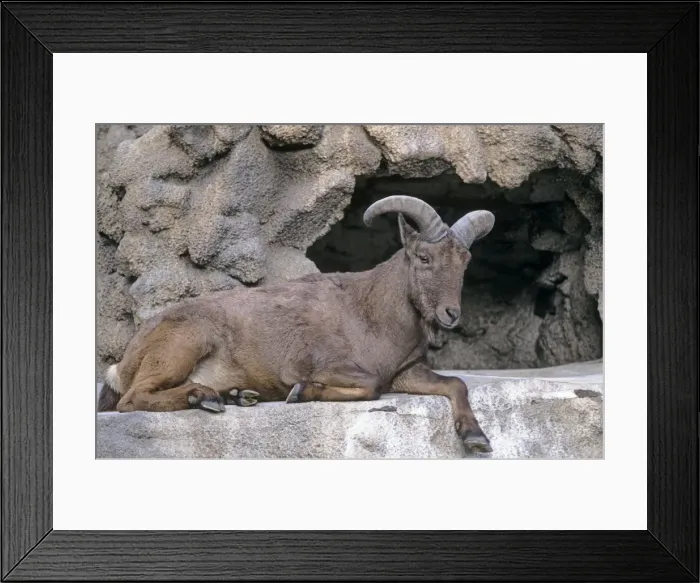 Framed Print : East Caucasian / Dagestan Tur - male - lying down Framed Print : East Caucasian / Dagestan Tur - male - lying down