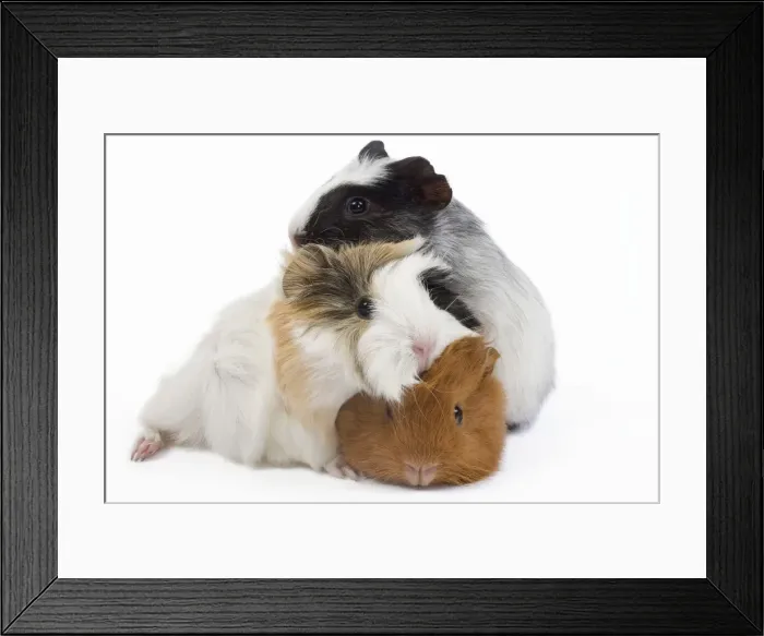 Framed Print : Guinea pig - babies in studio Framed Print : Guinea pig - babies in studio