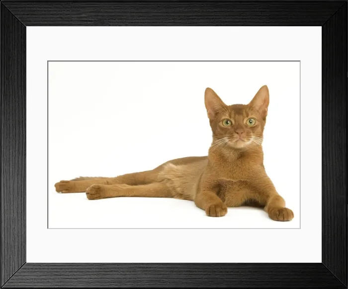 Framed Print : Cat - Abyssinian Sorrel in studio Framed Print : Cat - Abyssinian Sorrel in studio