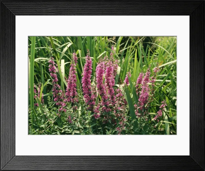 Framed Print : Purple Loosestrife Plant Framed Print : Purple Loosestrife Plant