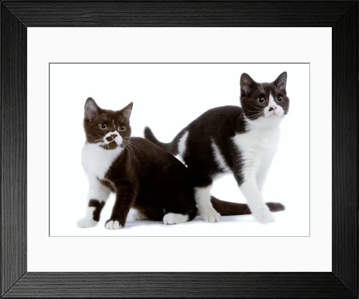 Framed Print : Cat - black & white British shorthair kittens in studio Framed Print : Cat - black & white British shorthair kittens in studio