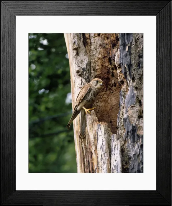 Framed Print : Kestrel - female at nest cavity - Sussex UK Framed Print : Kestrel - female at nest cavity - Sussex UK