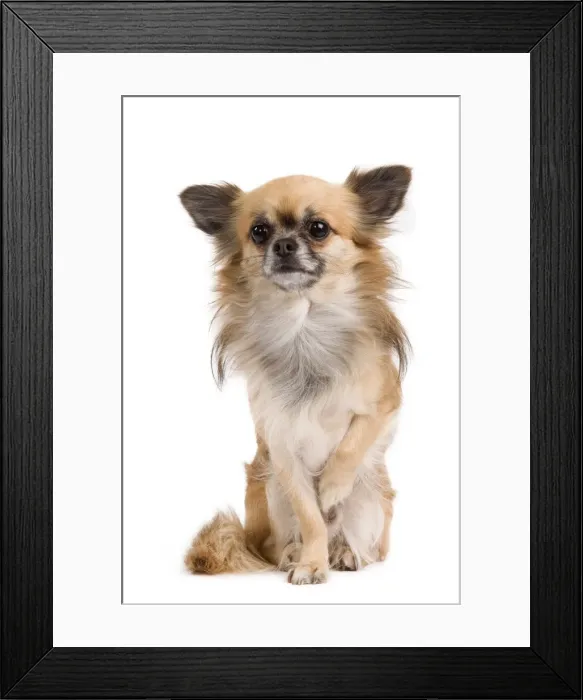 Framed Print : Dog - long-haired Chihuahua in studio