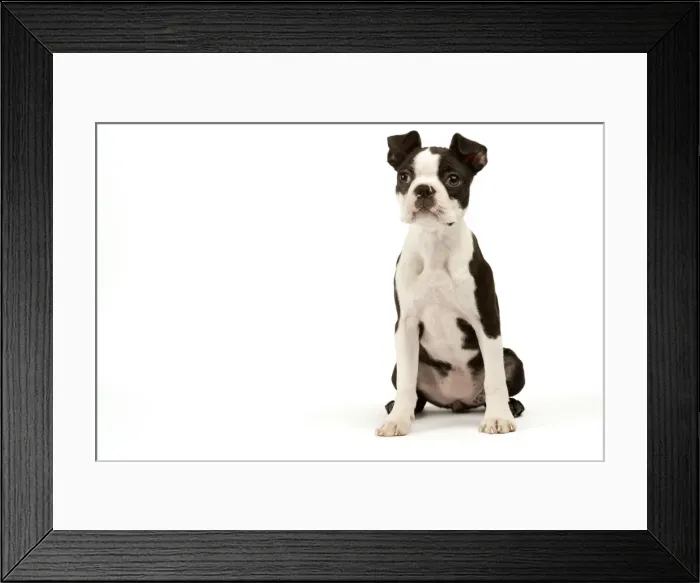 Framed Print : Dog - Boston Terrier Framed Print : Dog - Boston Terrier